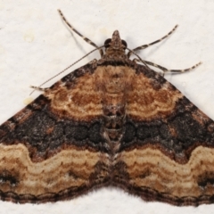 Epyaxa subidaria (Subidaria Moth) at Melba, ACT - 2 May 2021 by kasiaaus