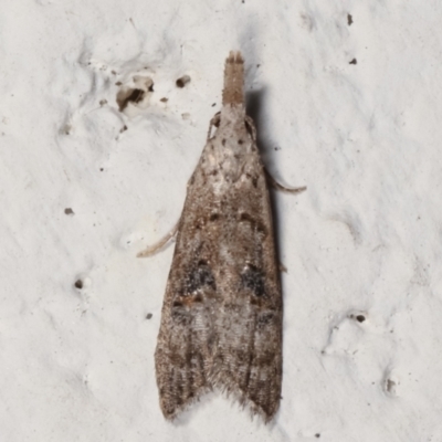 Carposina undescribed species (A Fruitworm moth (Family Carposinidae)) at Melba, ACT - 2 May 2021 by kasiaaus