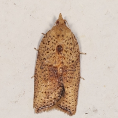 Epiphyas postvittana (Light Brown Apple Moth) at Melba, ACT - 3 May 2021 by kasiaaus