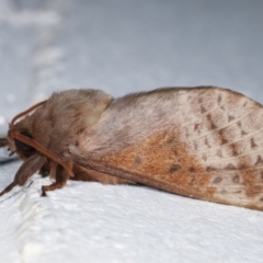 Oxycanus dirempta (Variable Oxycanus) at Melba, ACT - 3 May 2021 by kasiaaus