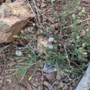 Vittadinia cuneata var. cuneata at Downer, ACT - 1 May 2021