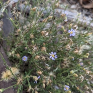 Vittadinia cuneata var. cuneata at Downer, ACT - 1 May 2021