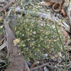 Vittadinia cuneata var. cuneata at Downer, ACT - 1 May 2021