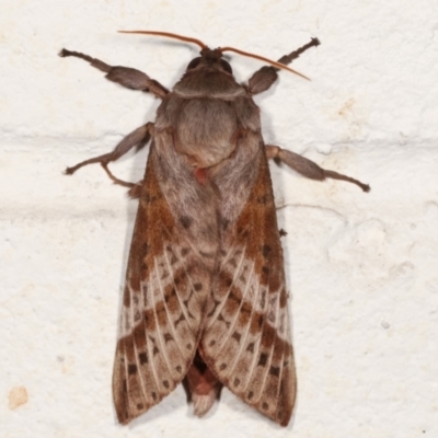 Oxycanus dirempta (Variable Oxycanus) at Melba, ACT - 3 May 2021 by kasiaaus