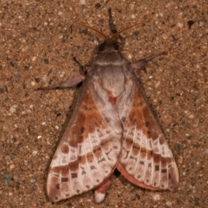 Oxycanus dirempta at Melba, ACT - 4 May 2021 12:06 AM