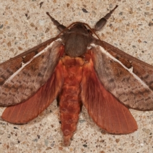 Oxycanus rufescens at Melba, ACT - 4 May 2021