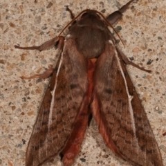 Oxycanus rufescens at Melba, ACT - 4 May 2021