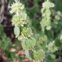 Marrubium vulgare (Horehound) at Cook, ACT - 3 Dec 2020 by drakes