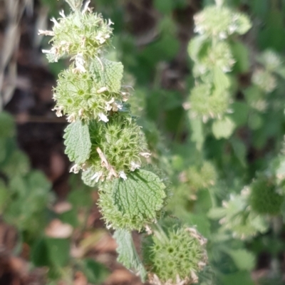 Marrubium vulgare (Horehound) at Cook, ACT - 4 Dec 2020 by drakes