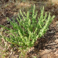 Marrubium vulgare at Cook, ACT - 4 Dec 2020