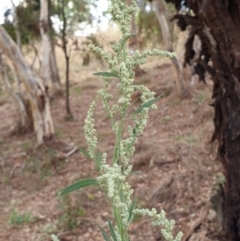 Chenopodium album (Fat Hen) at Cook, ACT - 26 Jan 2021 by drakes