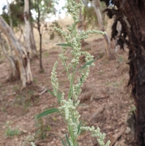 Chenopodium album at Cook, ACT - 26 Jan 2021 09:08 AM