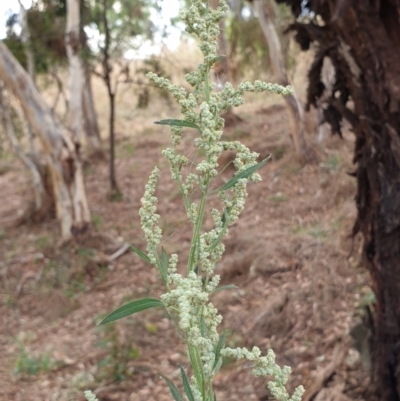 Chenopodium album (Fat Hen) at Cook, ACT - 26 Jan 2021 by drakes