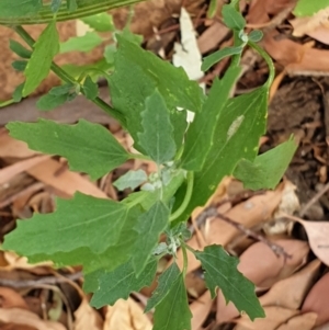 Chenopodium album at Cook, ACT - 26 Jan 2021 09:08 AM