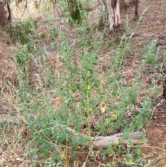 Chenopodium album at Cook, ACT - 26 Jan 2021 09:08 AM