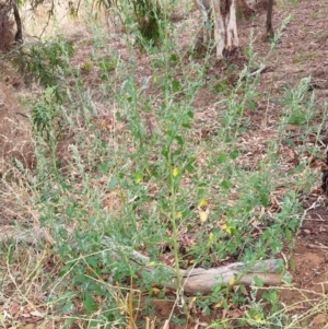 Chenopodium album at Cook, ACT - 26 Jan 2021