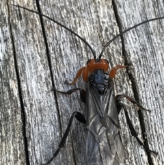 Braconidae (family) (Unidentified braconid wasp) at Namadgi National Park - 25 Apr 2021 by Tapirlord