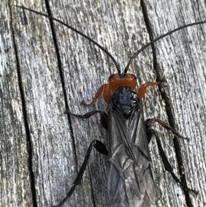 Braconidae (family) at Cotter River, ACT - 25 Apr 2021 10:48 AM