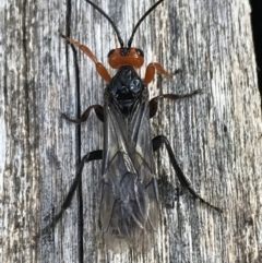 Braconidae (family) at Cotter River, ACT - 25 Apr 2021 10:48 AM