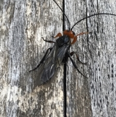 Braconidae (family) at Cotter River, ACT - 25 Apr 2021 10:48 AM