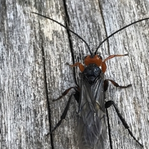 Braconidae (family) at Cotter River, ACT - 25 Apr 2021 10:48 AM