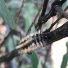 Anthela canescens (Anthelid moth) at Namadgi National Park - 25 Apr 2021 by Tapirlord