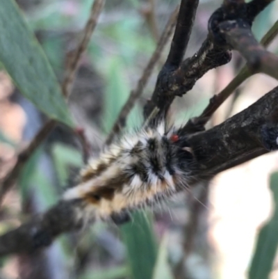 Anthela canescens (Anthelid moth) at Cotter River, ACT - 25 Apr 2021 by Tapirlord