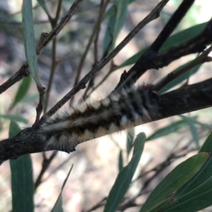 Anthela canescens at Cotter River, ACT - 25 Apr 2021