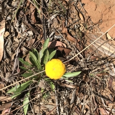 Craspedia sp. (Billy Buttons) at Tennent, ACT - 25 Apr 2021 by Tapirlord