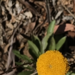 Craspedia sp. at Tennent, ACT - 25 Apr 2021