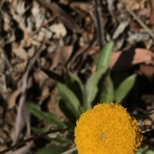 Craspedia sp. at Tennent, ACT - 25 Apr 2021