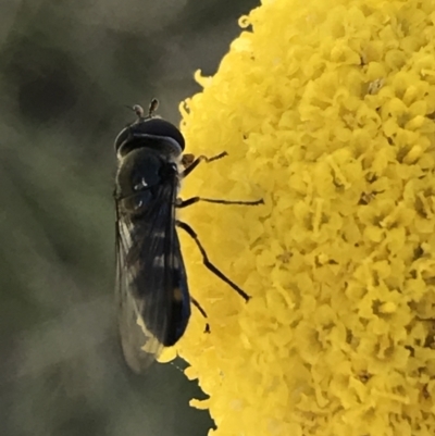 Melangyna sp. (genus) (Hover Fly) at Tennent, ACT - 25 Apr 2021 by Tapirlord