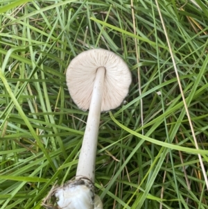 Volvopluteus gloiocephalus at Throsby, ACT - 5 May 2021