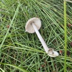 Volvopluteus gloiocephalus at Throsby, ACT - 5 May 2021