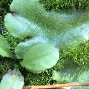 Marchantia sp. (genus) at Tennent, ACT - 25 Apr 2021 01:15 PM