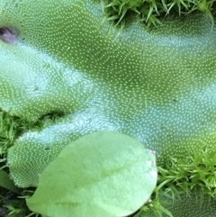 Marchantia sp. (genus) at Tennent, ACT - 25 Apr 2021