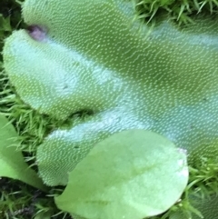 Marchantia sp. (genus) at Tennent, ACT - 25 Apr 2021 01:15 PM