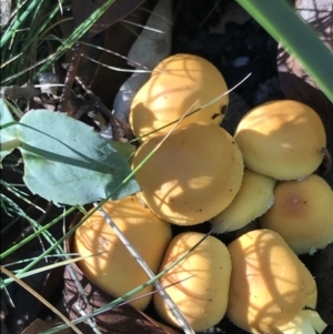 zz agaric (stem; gill colour unknown) at Tennent, ACT - 25 Apr 2021 01:35 PM