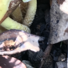 zz agaric (stem; gill colour unknown) at Tennent, ACT - 25 Apr 2021 01:35 PM