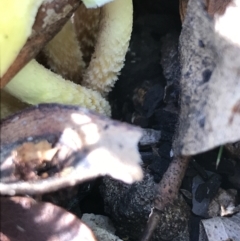 zz agaric (stem; gill colour unknown) at Tennent, ACT - 25 Apr 2021 01:35 PM