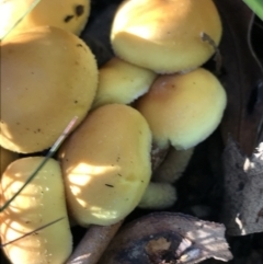 zz agaric (stem; gill colour unknown) at Tennent, ACT - 25 Apr 2021 01:35 PM