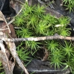 Polytrichaceae sp. (family) at Tennent, ACT - 25 Apr 2021