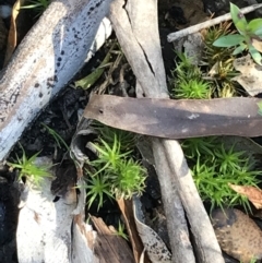 Polytrichaceae sp. (family) at Tennent, ACT - 25 Apr 2021