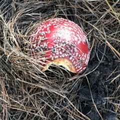 Amanita muscaria (Fly Agaric) at Paddys River, ACT - 25 Apr 2021 by Tapirlord