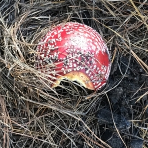 Amanita muscaria at Paddys River, ACT - 25 Apr 2021