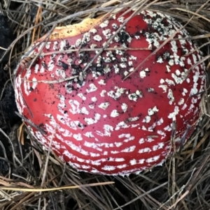 Amanita muscaria at Paddys River, ACT - 25 Apr 2021