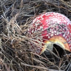 Amanita muscaria at Paddys River, ACT - 25 Apr 2021