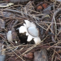 Geastrum sp. (genus) (An earthstar) at Greenway, ACT - 5 May 2021 by SandraH