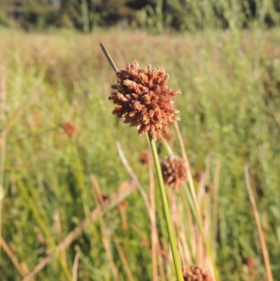 Ficinia nodosa (Knobby Club-rush) at Isabella Pond - 4 Mar 2021 by michaelb