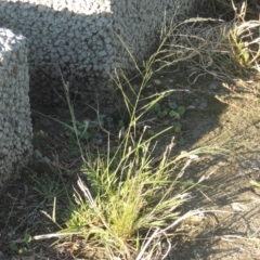 Eragrostis parviflora (Weeping Love Grass) at Monash, ACT - 4 Mar 2021 by michaelb